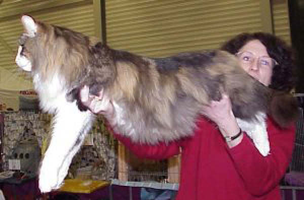 Barfoot 1-humourenvrac